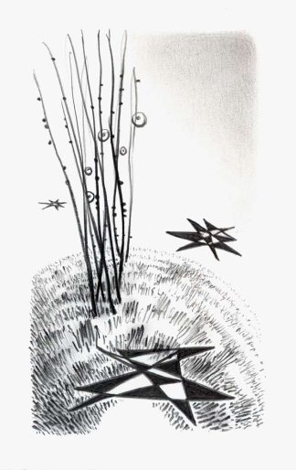 Star Weeds graphite on paper 6.5x9.5 2016